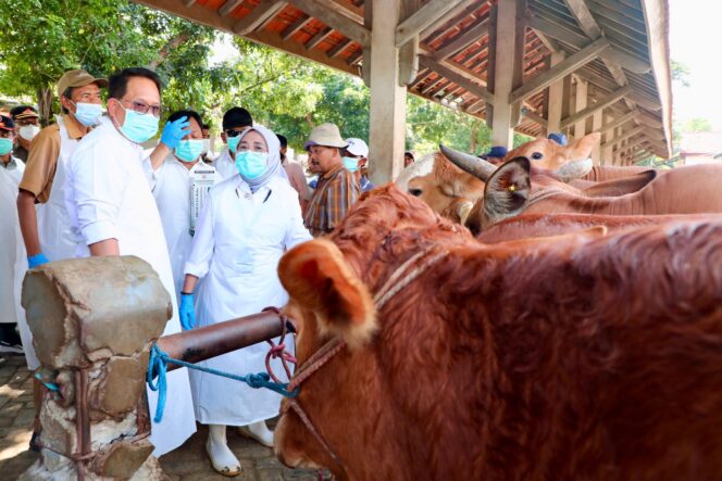 
Tetapkan Status Darurat PMK, Pj. Gubernur Jatim Imbau Penanganan Dilakukan Cepat dan Holistik