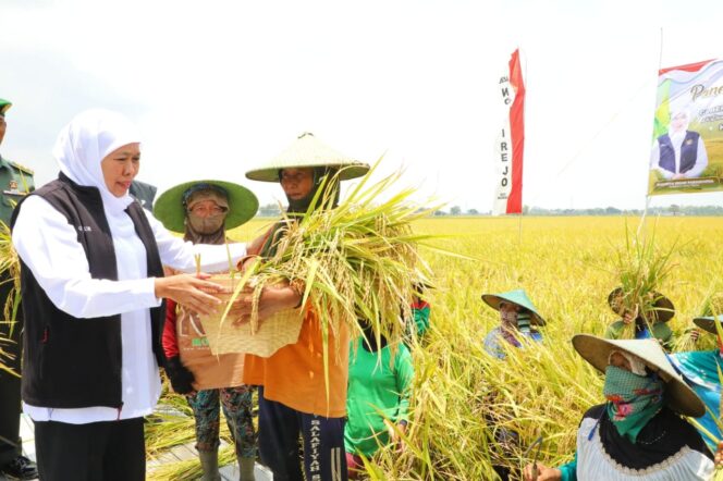 
Jatim Provinsi Penghasil Beras Tertinggi di Indonesia Tahun 2024, Khofifah Pastikan Siap Dukung Swasembada Pangan Nasional