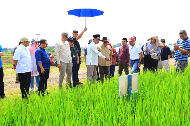 
					Mentan Tinjau Inovasi Padi Jajar Legowo di Bogor