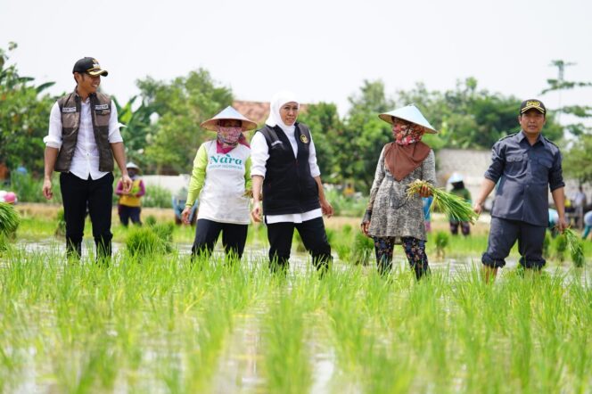 
Kontribusi Laju Tanam Padi Jatim Terbesar di Indonesia,  Sumbang 25% Luas Nasional, Gubernur Khofifah: Komitmen Wujudkan Kedaulatan Pangan di Jawa Timur