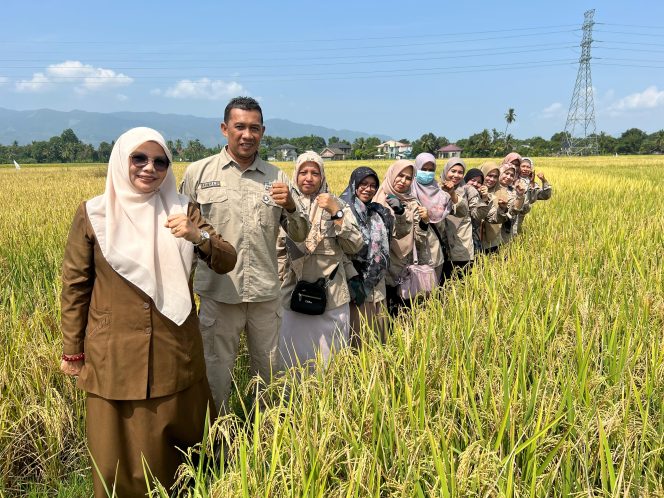 
					Kabid Penyuluh Distan Aceh Besar : Produktivitas Padi Capai 6,5 Ton per Hektare