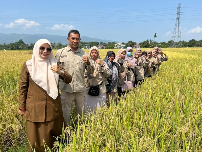
Kabid Penyuluh Distan Aceh Besar : Produktivitas Padi Capai 6,5 Ton per Hektare