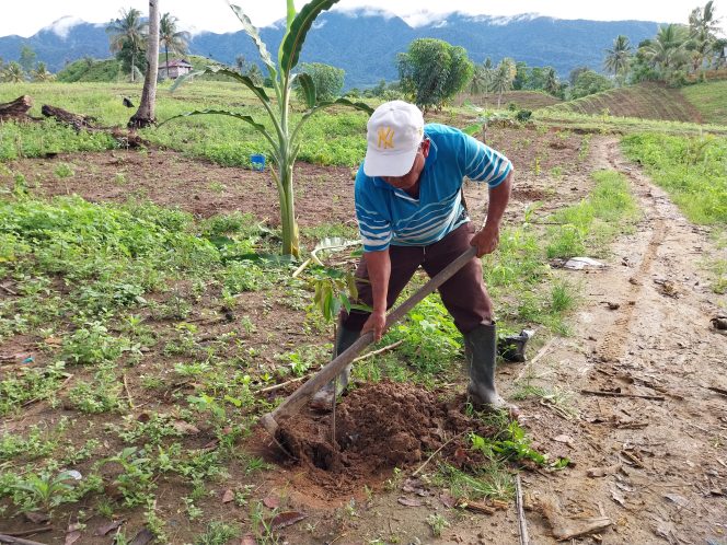 
Miliki Dua Fungsi, Petani Gorontalo Tanam Durian dan Kakao