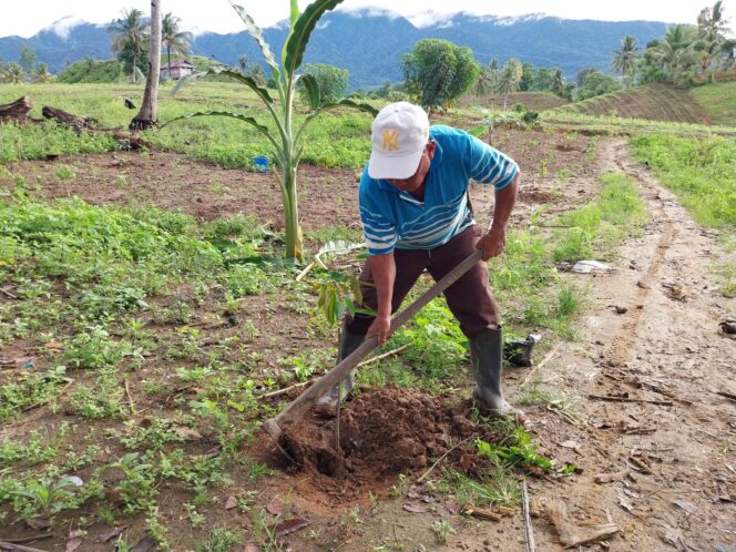 
Miliki Dua Fungsi, Petani Gorontalo Tanam Durian dan Kakao