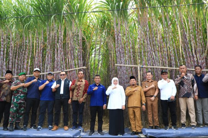 
Gubernur Khofifah Luncurkan KUR Khusus Petani Tebu Jatim, Optimis Wujudkan  Percepatan Swasembada Gula Nasional