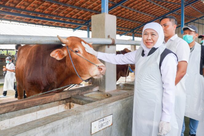 
Jelang Idul Adha Stok Hewan Kurban di Jatim Surplus, Gubernur Khofifah Pastikan Aman, Sehat dan Bebas PMK