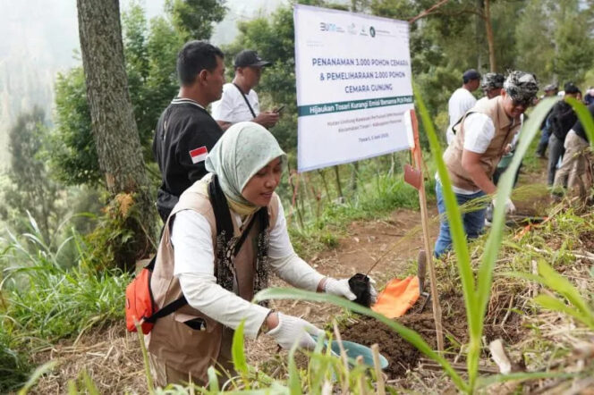 
PLN UID Jatim Tanam 3.000 Pohon Cemara untuk Jaga Ekosistem Bromo