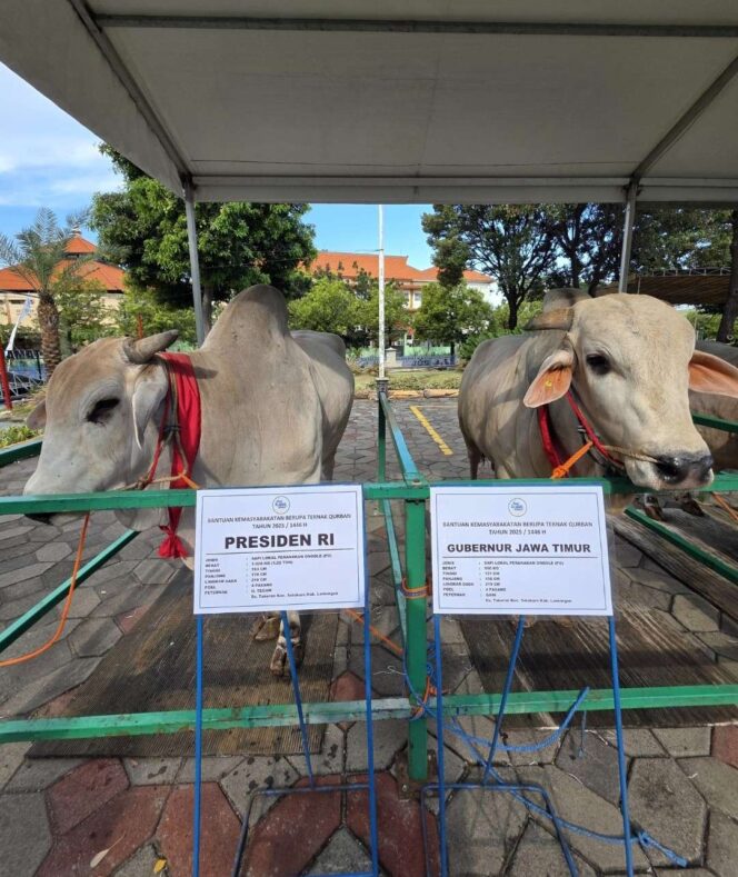 
Presiden Prabowo, Gubernur Khofifah dan Wagub Emil Kompak Pilih Sapi Lokal Peranakan Ongole untuk Kurban di Masjid Al Akbar Surabaya