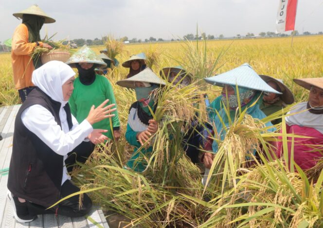
Potensi Produksi Padi Januari-Juli 2025 Nyaris 9 Juta Ton GKP, Gubernur Khofifah Optimis Wujudkan Kedaulatan Pangan Nasional dari Jatim