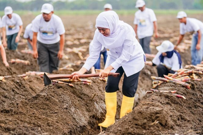 
Gubernur Khofifah Dampingi Wapres Gibran Tanam dan Panen Tebu di Banyuwangi: Jatim Kontribusi 51,87 Persen Gula Nasional.  Siap Wujudkan  Swasembada Gula Nasional