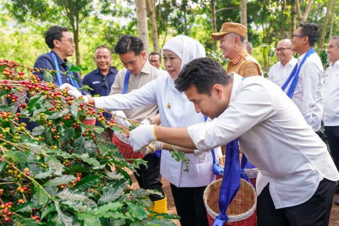 
					Panen Raya Kopi Bersama Wapres Gibran Di Bondowoso, Gubernur Khofifah Kenalkan Strategi Communal Branding untuk Penuhi Pasar Ekspor