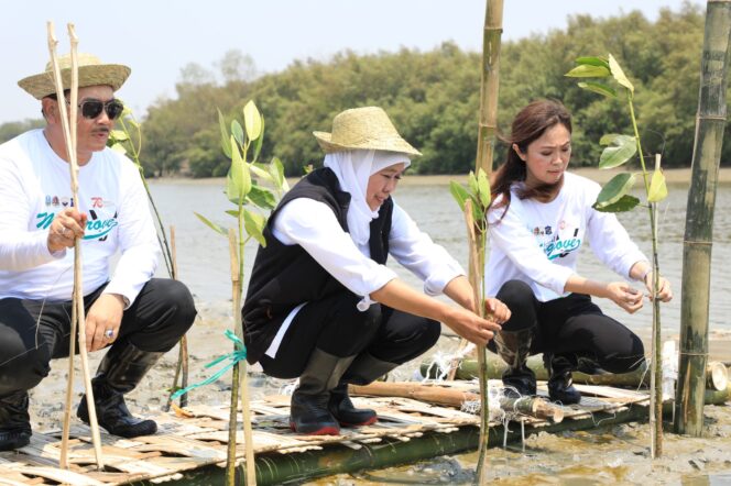
Hutan Mangrove Jatim Terluas di Pulau Jawa, Gubernur Khofifah Ajak Masyarakat Sedekah Oksigen Lewat Gerakan Tanam Mangrove
