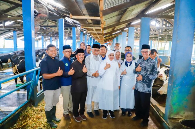 
Gubernur Khofifah Tinjau Peternakan Nongkojajar, Tekankan Pentingnya Hilirisasi dan Genetika Sapi Unggul