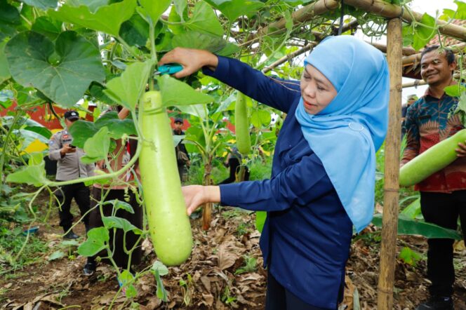
					Gubernur Khofifah Kagumi 300 Jenis Tanaman SIKAP SMAN 1 Dampit, Bukti Pendidikan Pangan Bisa Dimulai Sejak SMA