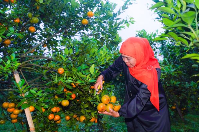 
Gubernur Khofifah Ungkap Jeruk Siam Madu Tutur Bisa Tembus Market Premium dan Jadi Branding Hortikultura Jawa Timur