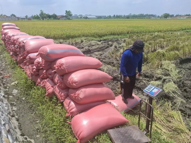 
Produksi Padi Jombang Melonjak, Pemkab Andalkan Sejumlah Strategi