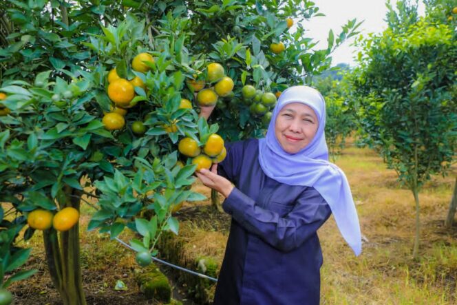 
Gubernur Khofifah Terkesima Jeruk Manis Serasa Madu di Ketinggian 1.000 Mdpl Tutur Pasuruan, Dorong Penguatan Pasar Lokal
