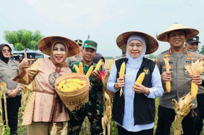 
Dari Sidoarjo, Gubernur Khofifah dan Kapolda Jatim Panen Jagung Serentak, Pastikan Produksi Jagung 2026 Berdampak pada Kesejahteraan Petani