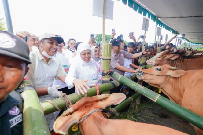 
Gubernur Khofifah Pastikan 453 Ribu Dosis Vaksin PMK Didistribusikan ke Seluruh Daerah demi Ketahanan Peternakan Jatim