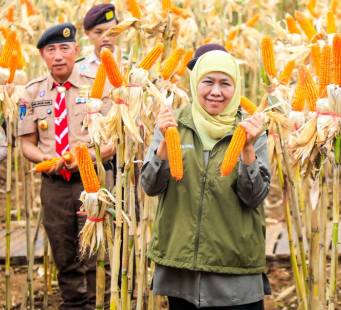 
Gubernur Khofifah Indar Parawansa Dorong Regenerasi Petani Lewat Panen Jagung Bersama Pramuka di Banyuwangi