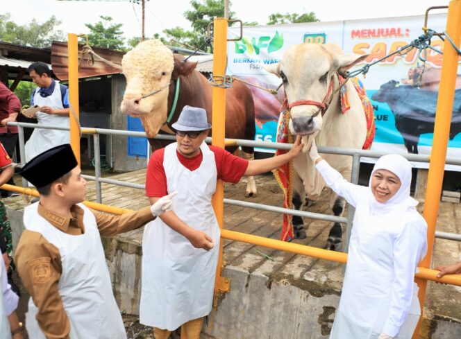 
Gubernur Khofifah Pastikan Ternak Kurban Sehat dan Cukup, Didukung SDM Profesional
