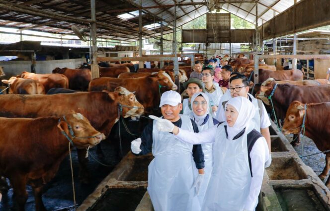 
Gubernur Khofifah Tegaskan Stok Hewan Kurban Jatim Melimpah dan Siap Suplai Antar Daerah