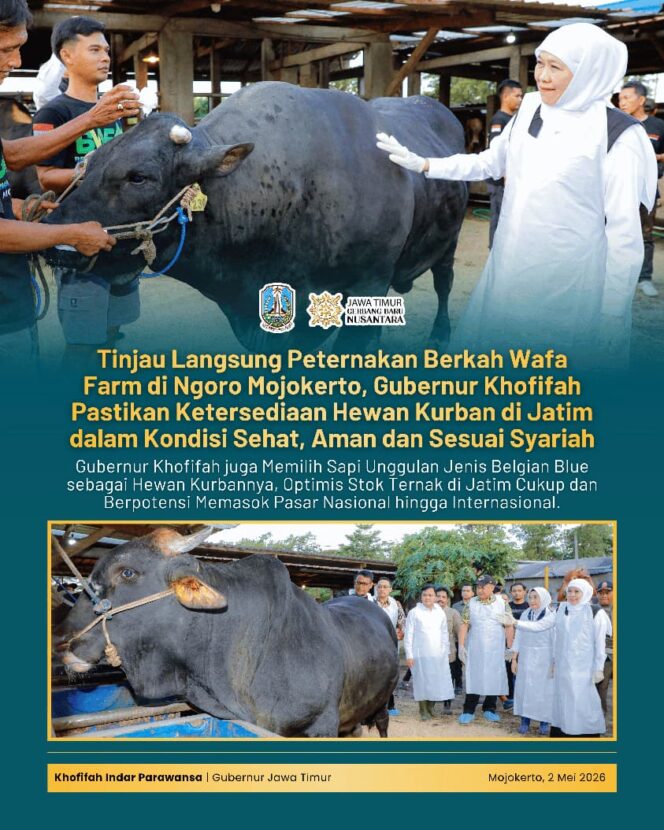 
Gubernur Khofifah Pilih Sapi Belgian Blue Unggulan, Dorong Peternak Jatim Tembus Pasar Global