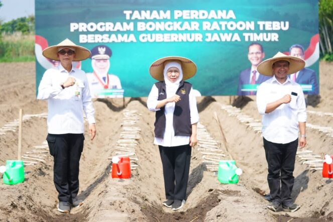 
Pimpin Bongkar Ratoon Tebu di Kediri, Gubernur Khofifah Tegaskan Keseriusan Jatim Kawal Swasembada Gula Konsumsi dan Industri