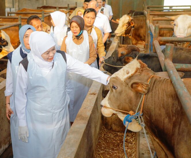 
Pastikan Stok dan Kesehatan Hewan Kurban Aman, Gubernur Khofifah Tinjau Langsung Peternakan Sapi di Bojonegoro