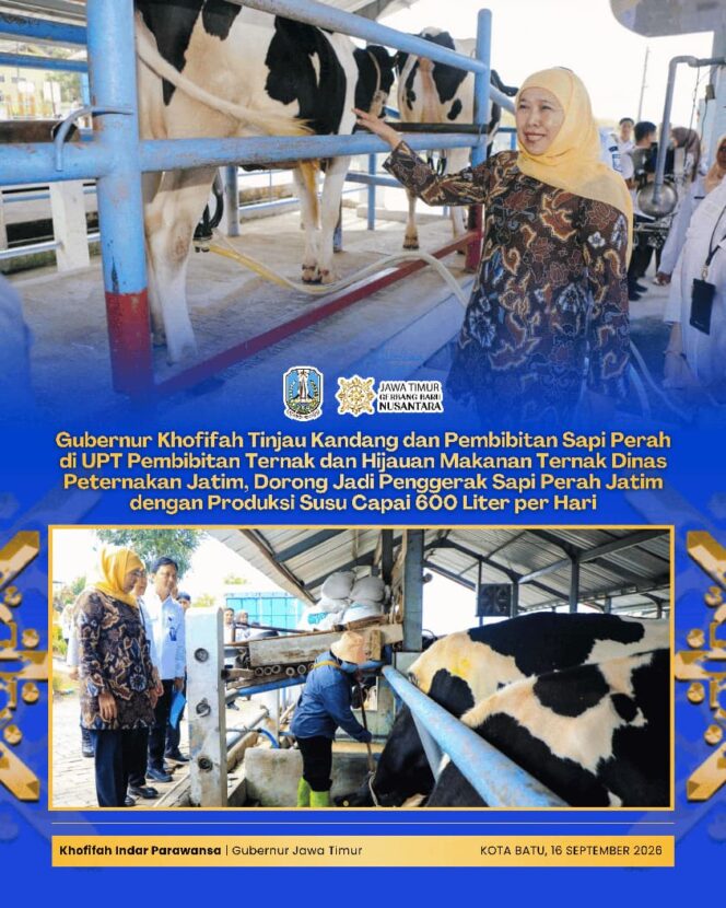 
UPT Pembibitan Ternak Batu Berkontribusi pada PAD Jatim, Gubernur Khofifah Dorong Pengembangan hingga 200 Ekor