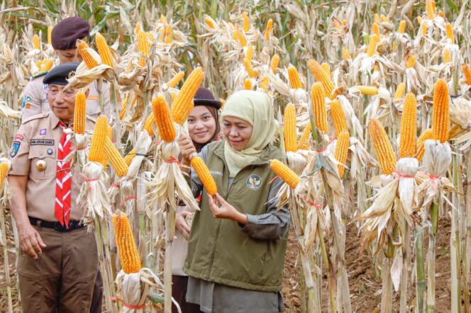 
Gubernur Khofifah Dorong Modernisasi Pertanian Jatim, Produksi Padi Januari–Oktober 2026 Tumbuh 5,13 Persen